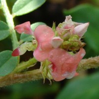 Indigofera linnaei Ali